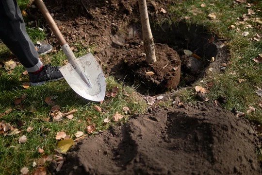 plantation dordogne